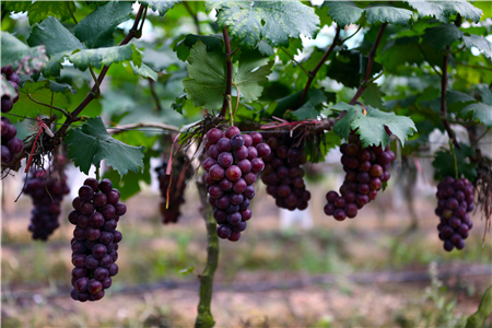 盆栽葡萄如何养护