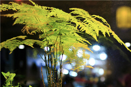 凤尾竹盆栽的生长条件是怎样的